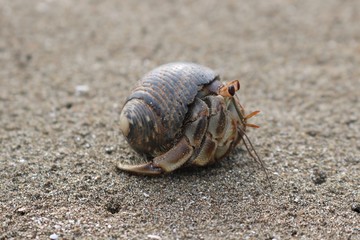 Close up of a hermit crab on a beach in Panama City