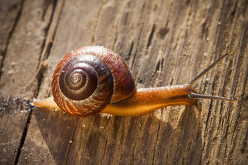 going spiral snail on a wooden surface top view