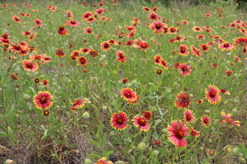 Field full of Indian Blanket flowers during spring in Texas