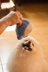A Pomeranian dog playing with doll in a house. Human playing with dog.