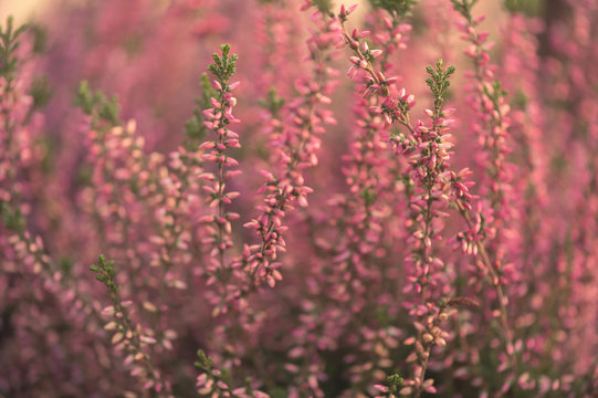 Close up of pink and purple heather growing outside in evening sun