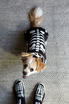A cute dog dressed up as a skeleton for Halloween