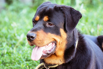 Portrait of a dog breed Rottweiler. The dog stuck out his tongue