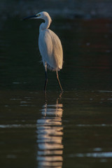 Egret standing in water at sunset in Danube Delta