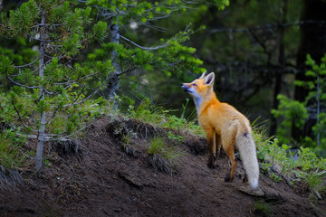 Wild Fox Near Den in Wilderness Animals