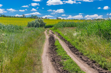 Earth road through meadow to flowering sunflower field  near Dnipro city in central Ukraine