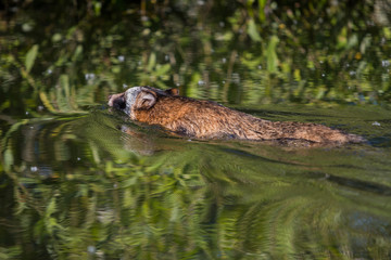 Water dog swiming in Danube Delta 