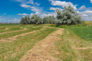 Summer landscape with mown hay on a water-meadow near Dnipro city, Ukraine