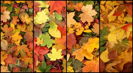 Colorful autumn background. Fallen leaves.