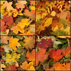 Seasonal autumn background of colorful leaves.