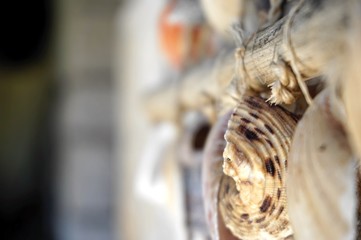 Wall hanged sea shells