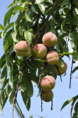 reife pfirsiche am baum