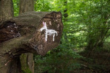 Schnitzeljagd im Grünen