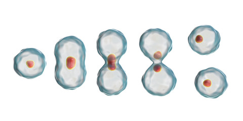 Division of a cell, mitosis concept, 3D illustration - obrazy, fototapety, plakaty