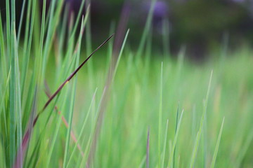 The green grass  background in the morning.