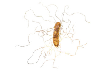Clostridium difficile bacterium isolated on white background, 3D illustration. Bacteria which cause pseudomembraneous colitis and are associated with nosocomial antibiotic resistance