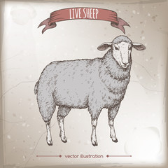 Vintage color label with live sheep.