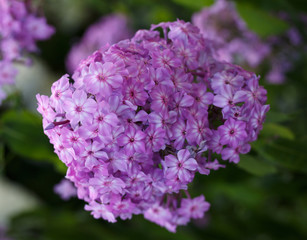A close up of a cluster of pink  phlox. Blooming flowers