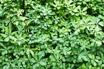 green leaves background