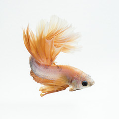 Fototapeta premium betta fish