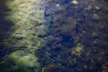 fish in the river