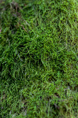 Close-up of green moss on a tree
