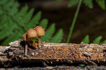 Close-up on fresh brown mushrooms on a log