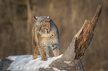Bobcat (Lynx rufus) Turns on Log Ears Back