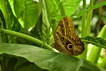 Motyl © widzisz1988