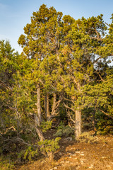 Fototapeta premium Grand Canyon National Park