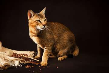 Fototapeta na wymiar Chausie, abyssinian cat on dark brown background