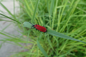 Scharlachroter Feuerkäfer, Natur, Macro
