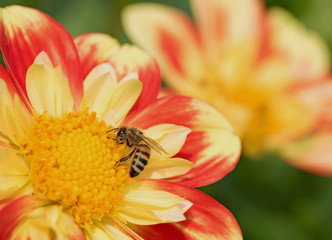 Dahlien, Bl&uuml;ten, Biene