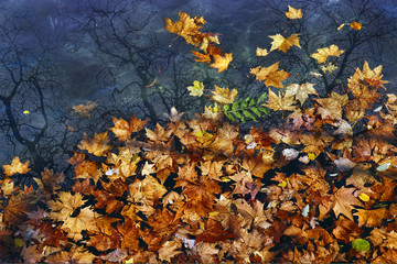 Fototapeta na wymiar Autumn; leaves laying on the lake surface.