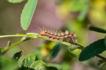 Insekten, Insects, Fliegen
