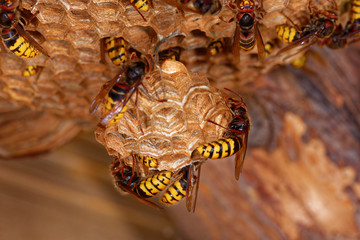 European hornet