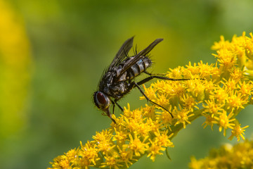 Insekten, Insects, Fliegen