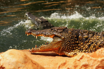 The Nile crocodile (Crocodylus niloticus) lying on shore and another Nile crocodile is in...