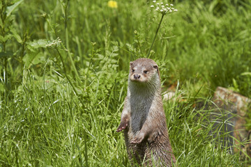 Otter