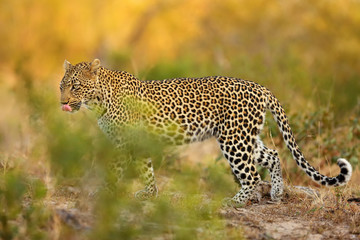 The African leopard (Panthera pardus pardus) young female patrolling in its territory in the last evening light