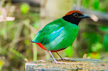 Hooded pitta