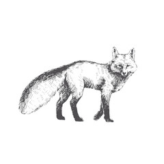 Vector hand drawn illustration of walking fox isolated on white background. Cute forest animal in sketch style