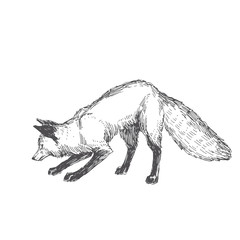 Vector hand drawn illustration of playing fox isolated on white background. Cute forest animal in sketch style