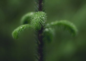 Rain on young sapling