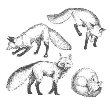 Vector hand drawn cute animal set. Sketch illustration with walking, playing and sleeping foxes.