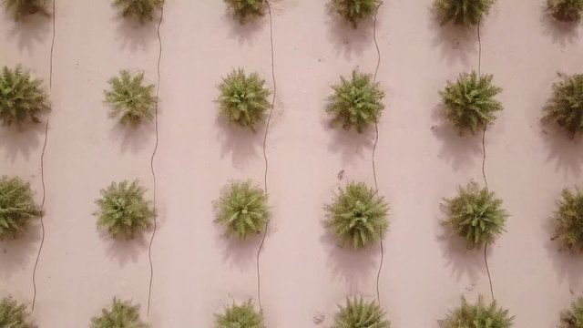 Aerial view from a drone flying over a date palm tree field at a low direct angle. Liwa desert, UAE