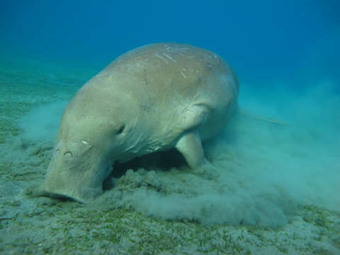 Dugong lamantin