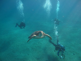 Fototapeta premium tortue marine