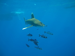 Fototapeta premium requin océanique longimanus