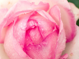 summer rose flower with dew